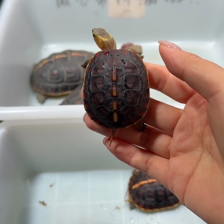 宠物龟公母搭配安缘