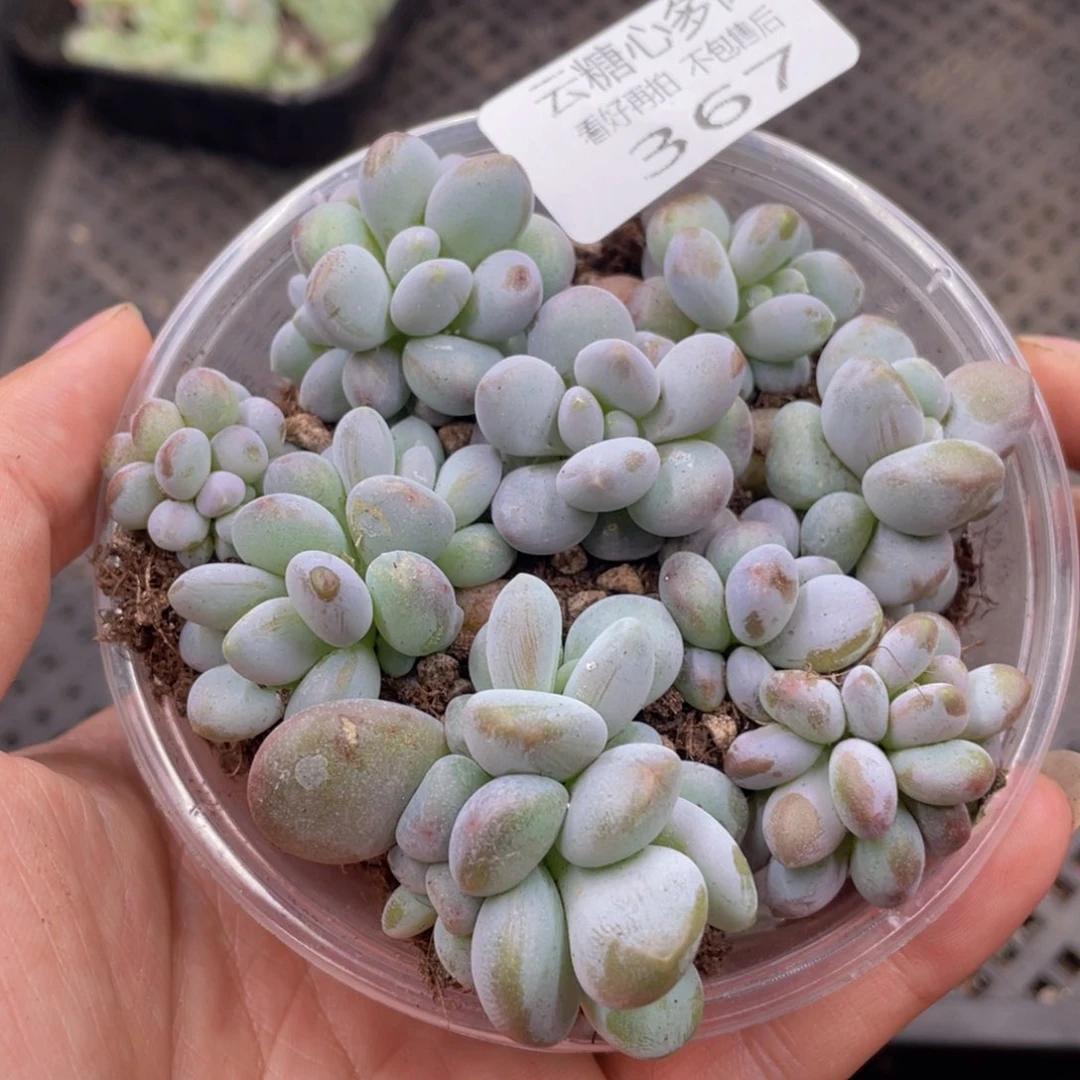 云糖心多肉植物367
