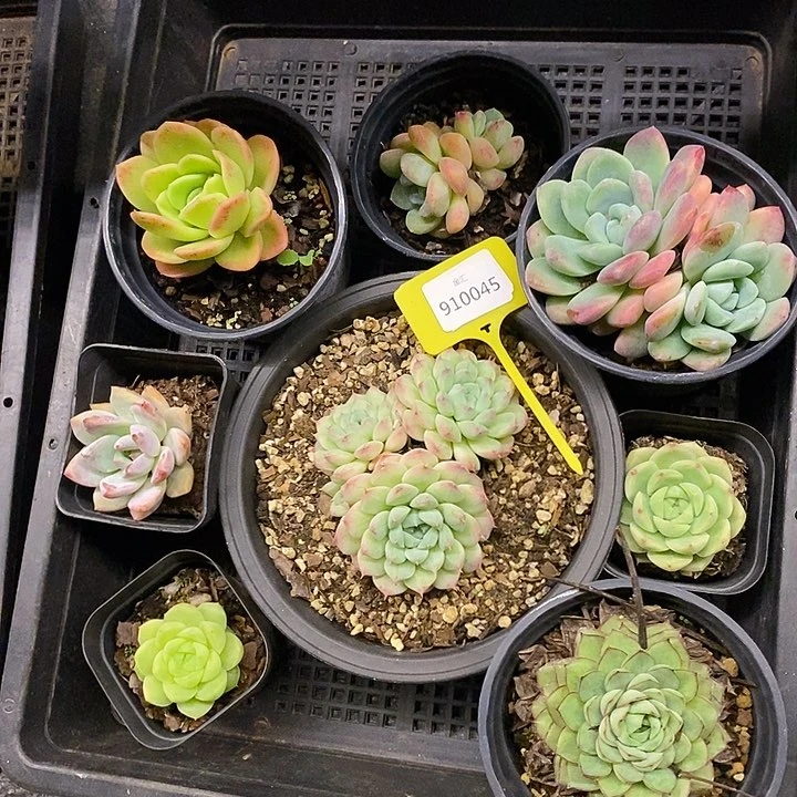 一筐多肉。不售后910045