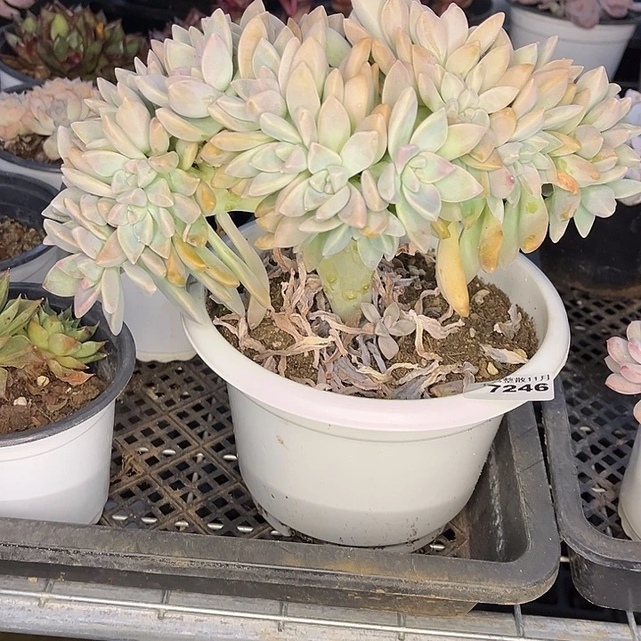 阿雅园艺。        7246淡雪缀