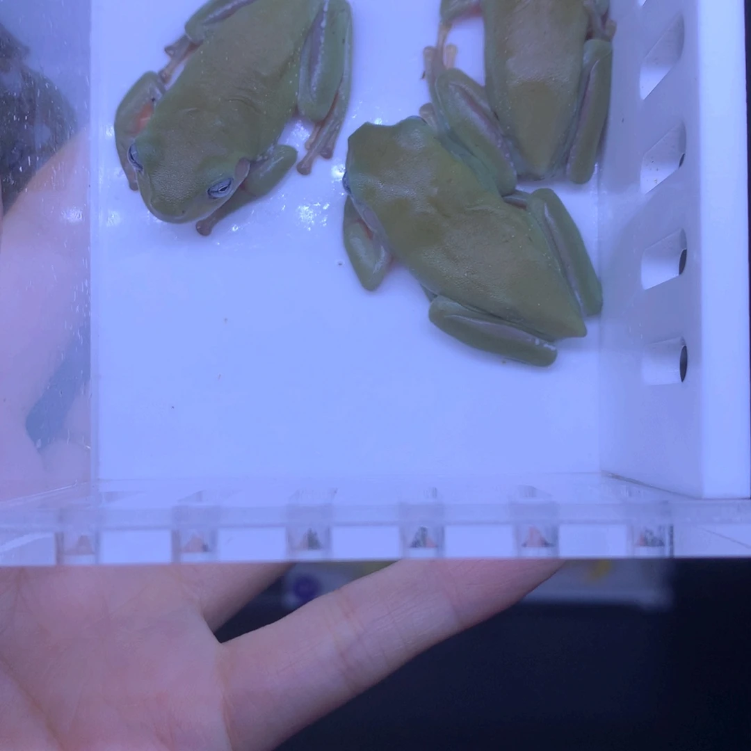 角蛙黄皮蓝眼姥爷树蛙