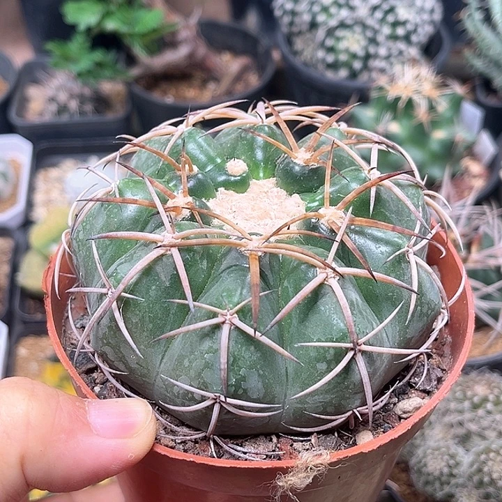 无花朵印加圆盘玉实生球