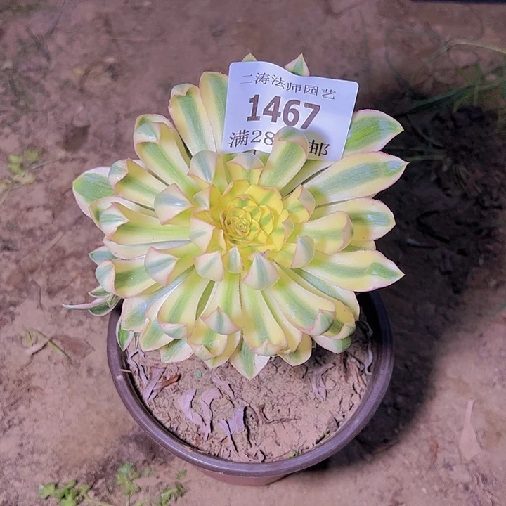 涵*1467青莲多肉植物2号