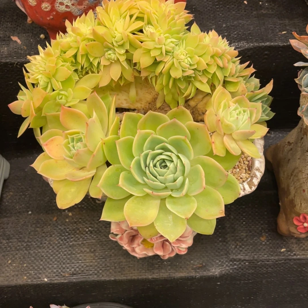 莉***弥鹿之森一物一拍