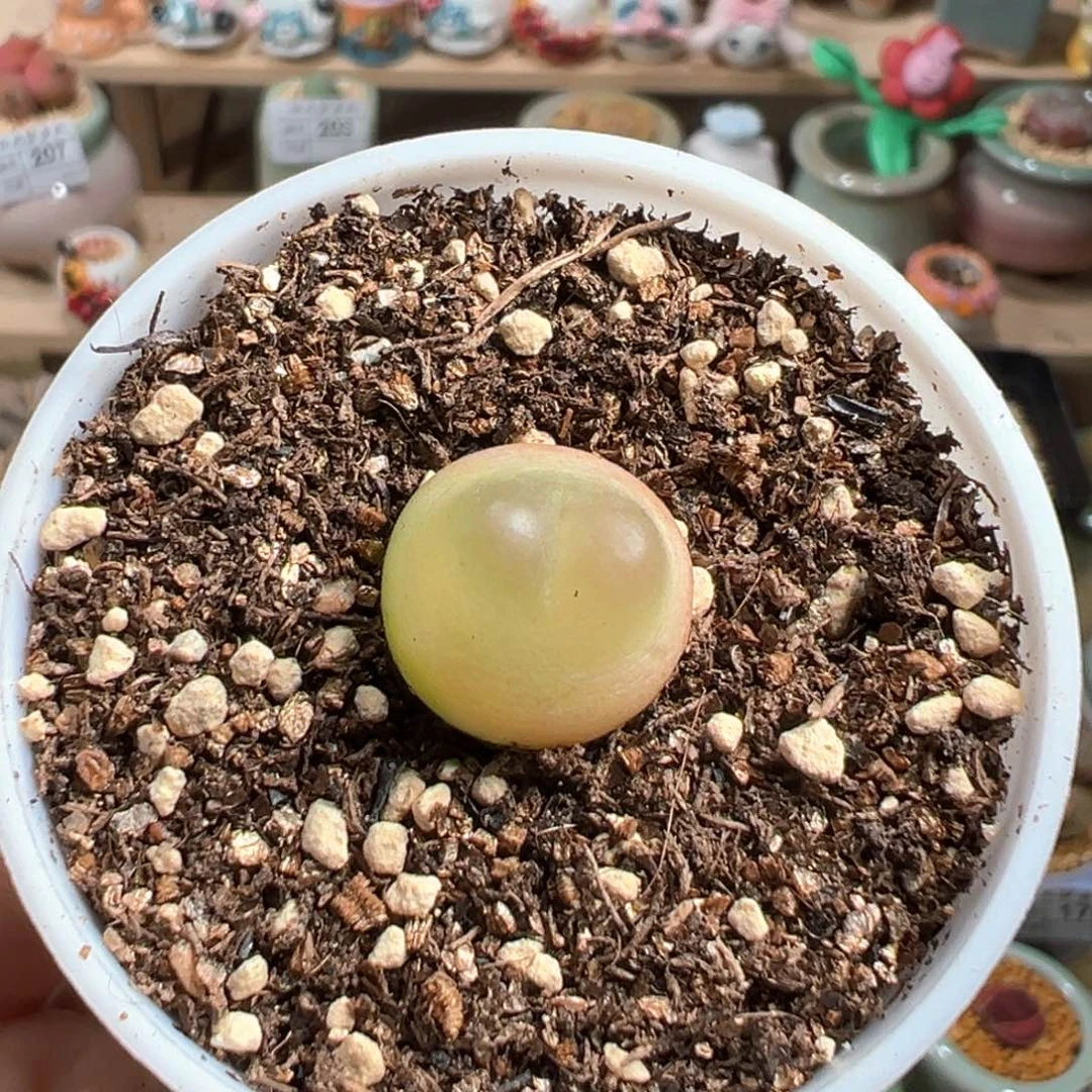 多肉植物210号拉登