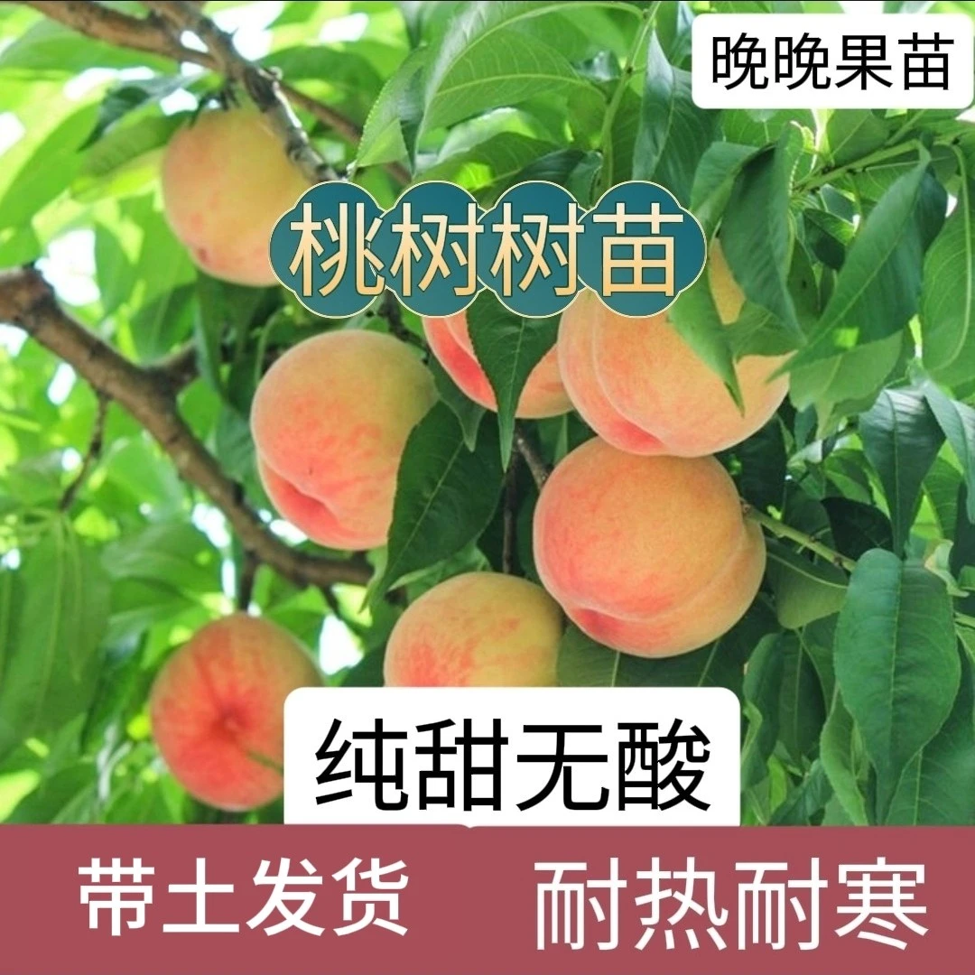 (带土发货)水蜜桃果苗鹰嘴桃三月桃嫁接树苗南北方种植盆栽地栽