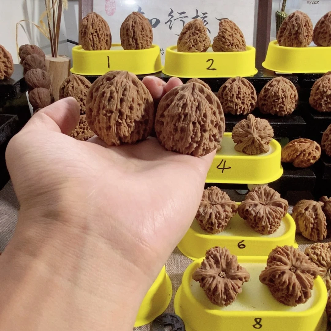木质类凹的深的地方