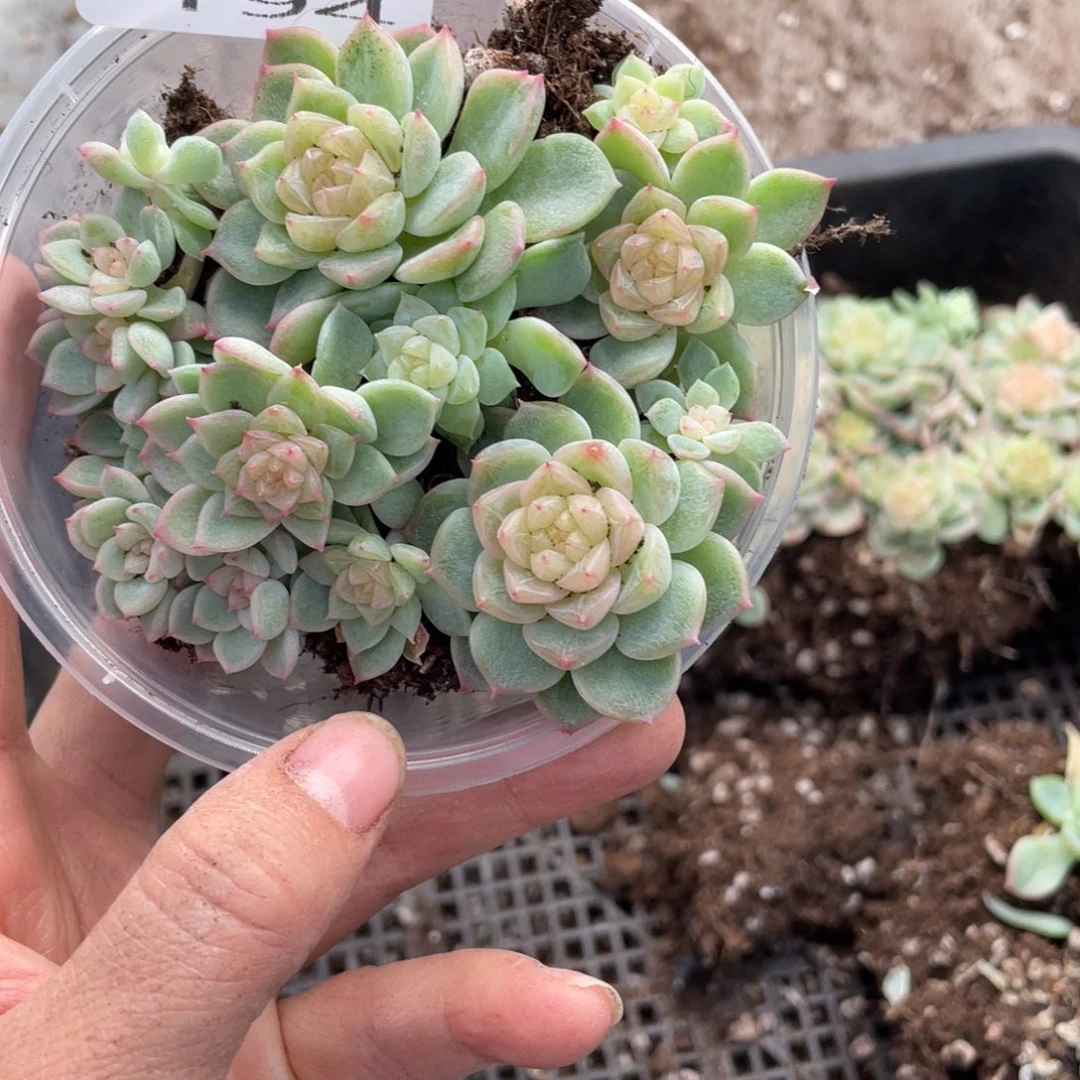 糕大上多肉植物194