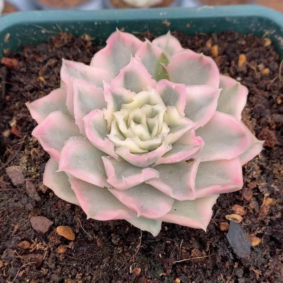 紫蝴蝶锦多肉植物