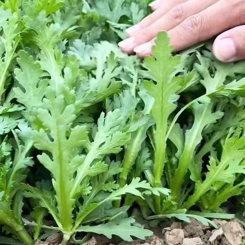 割完又长茼蒿菜四季皇帝阳台庭院花卉盆栽耐热秋冬蔬菜耐寒新鲜