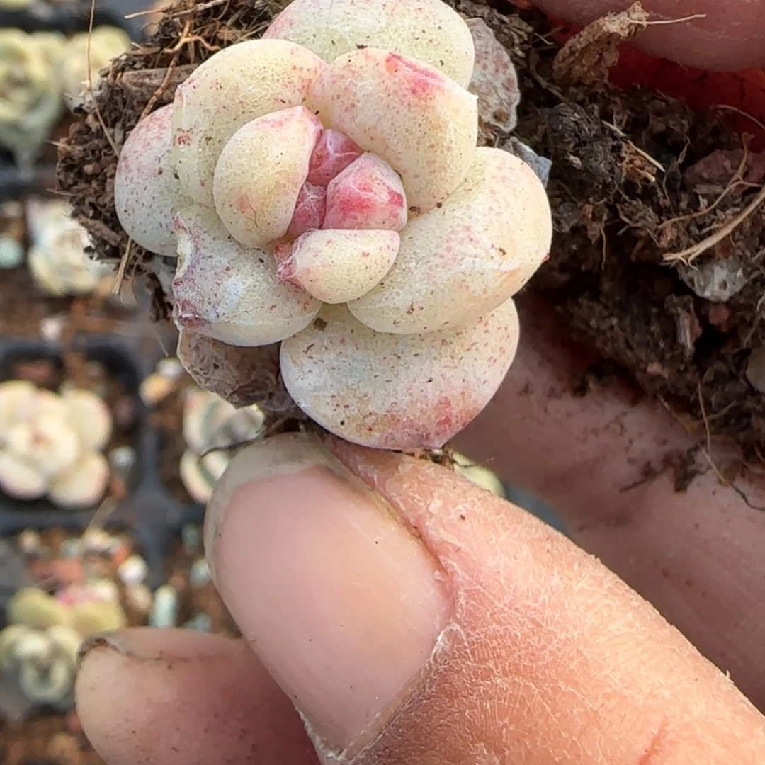 多肉小卡拉米糖心一物一拍