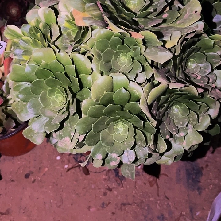 466绿羊绒多肉植物处理不售后