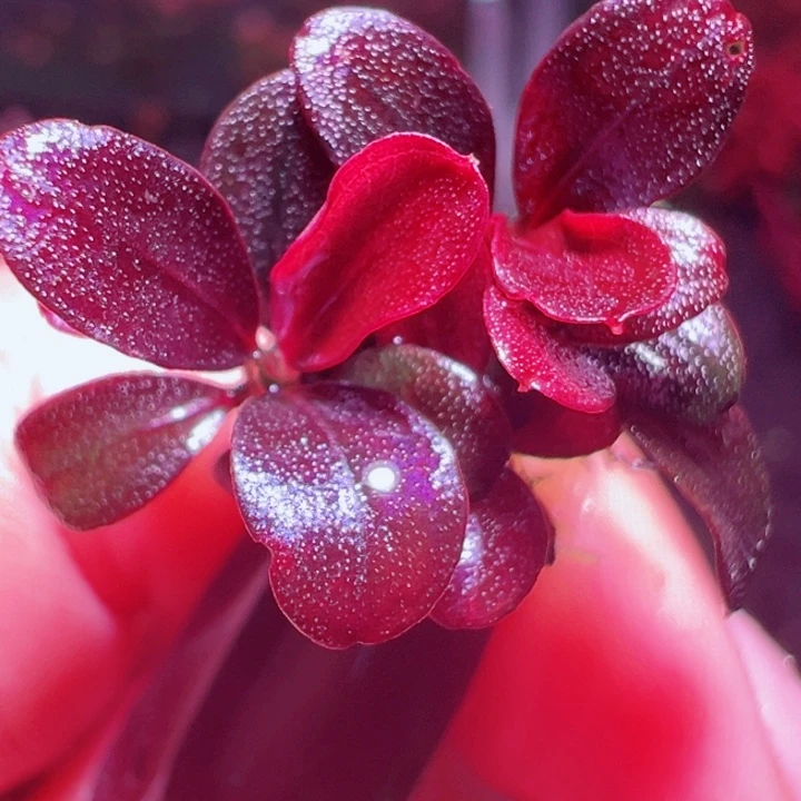 福利36号福利价植物一头