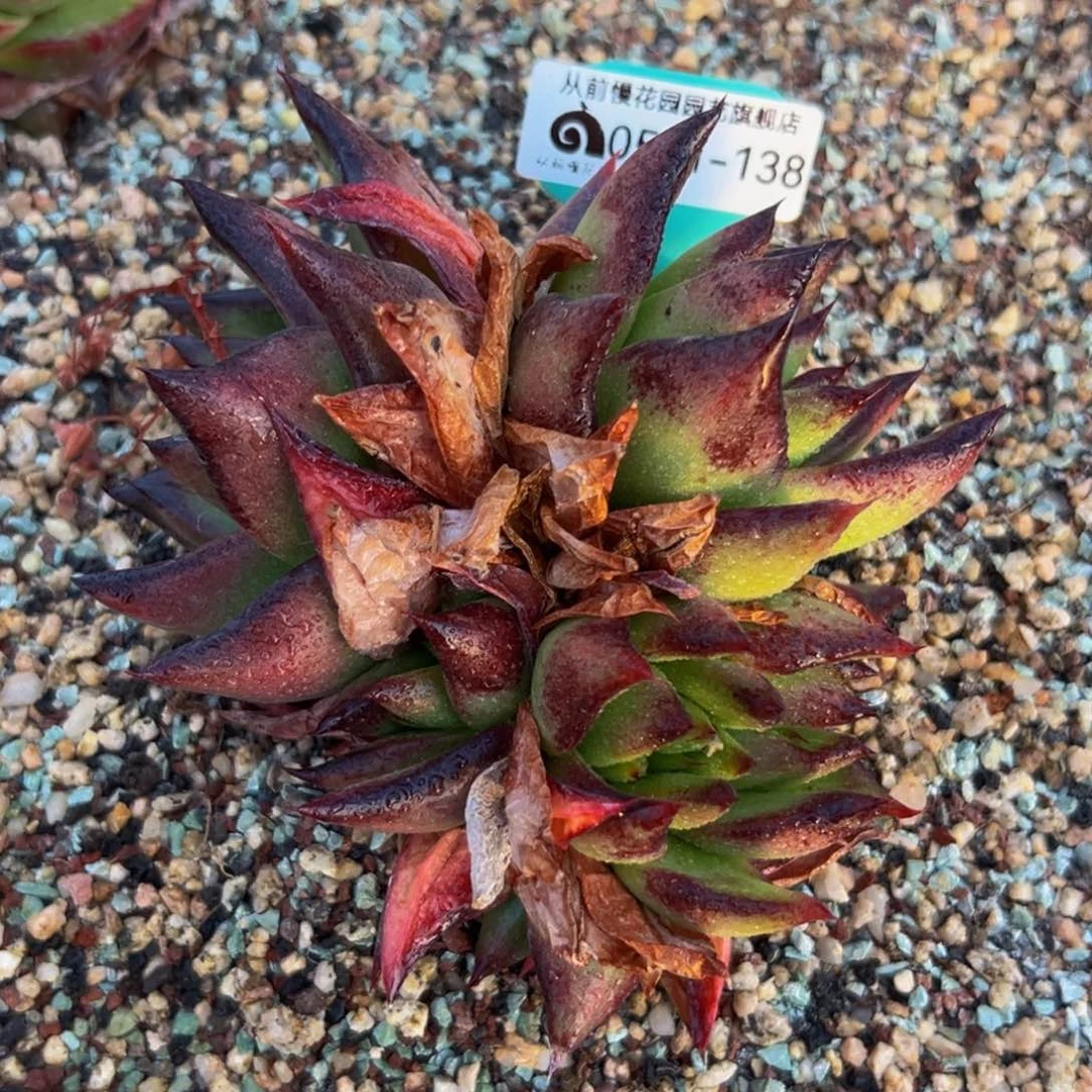 多肉一物一拍0511-138