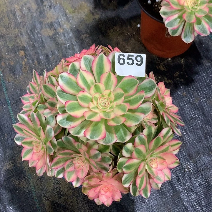 用***6法师荔枝65900000