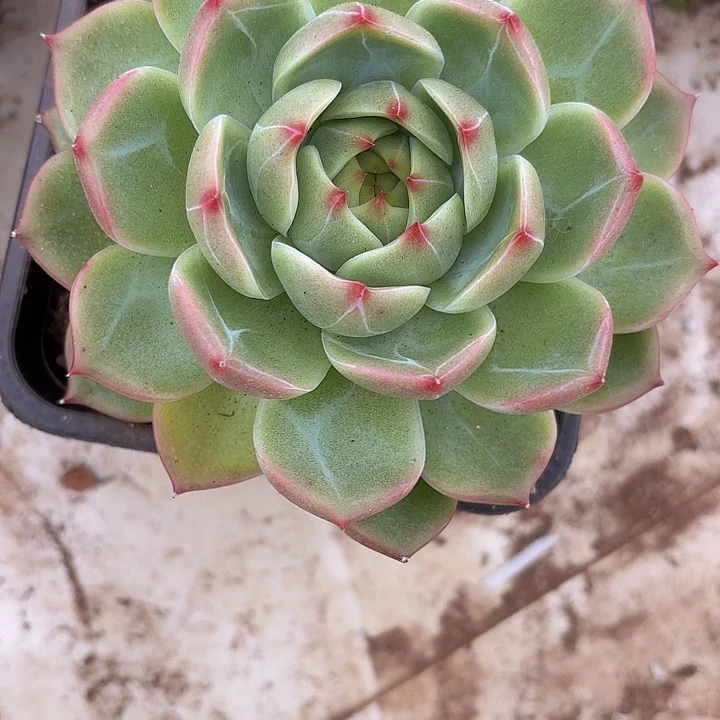 白求婚1111111111