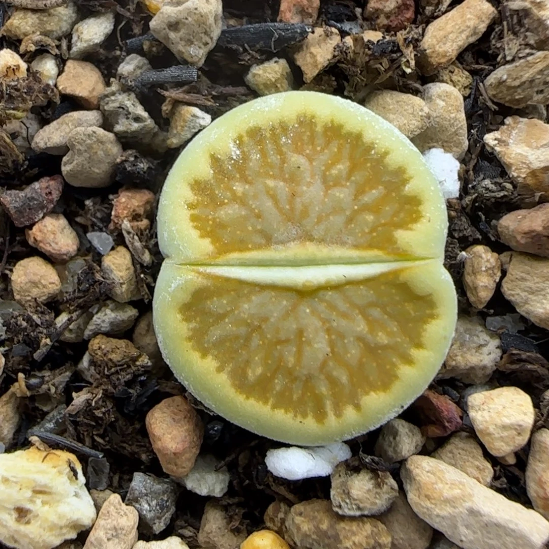 绿菊福利大棚直播200