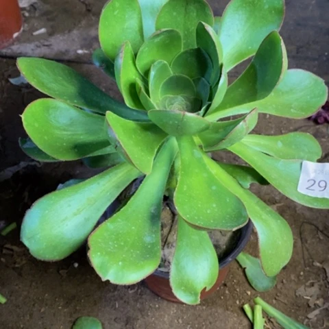 燕姿多肉植物2970