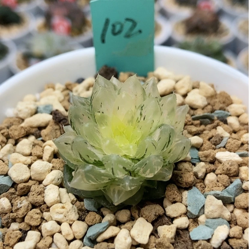 【闪购商品】102翠云锦