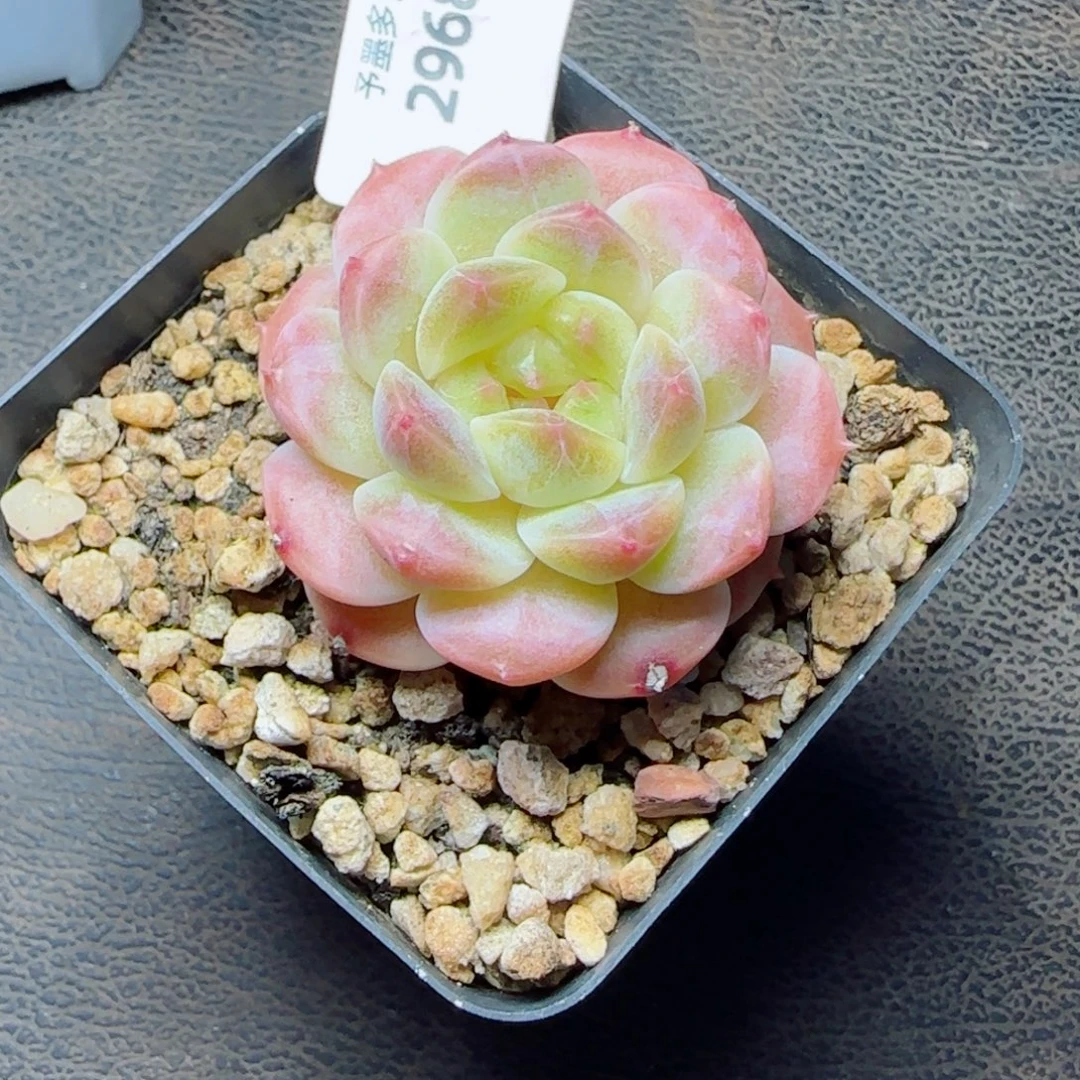 甜橙冰魄，2968夺魄的