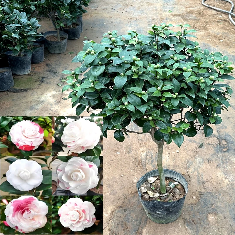 白底十八学士 彩十八茶花盆栽 秋冬季节带花苞耐寒花卉多色山茶花