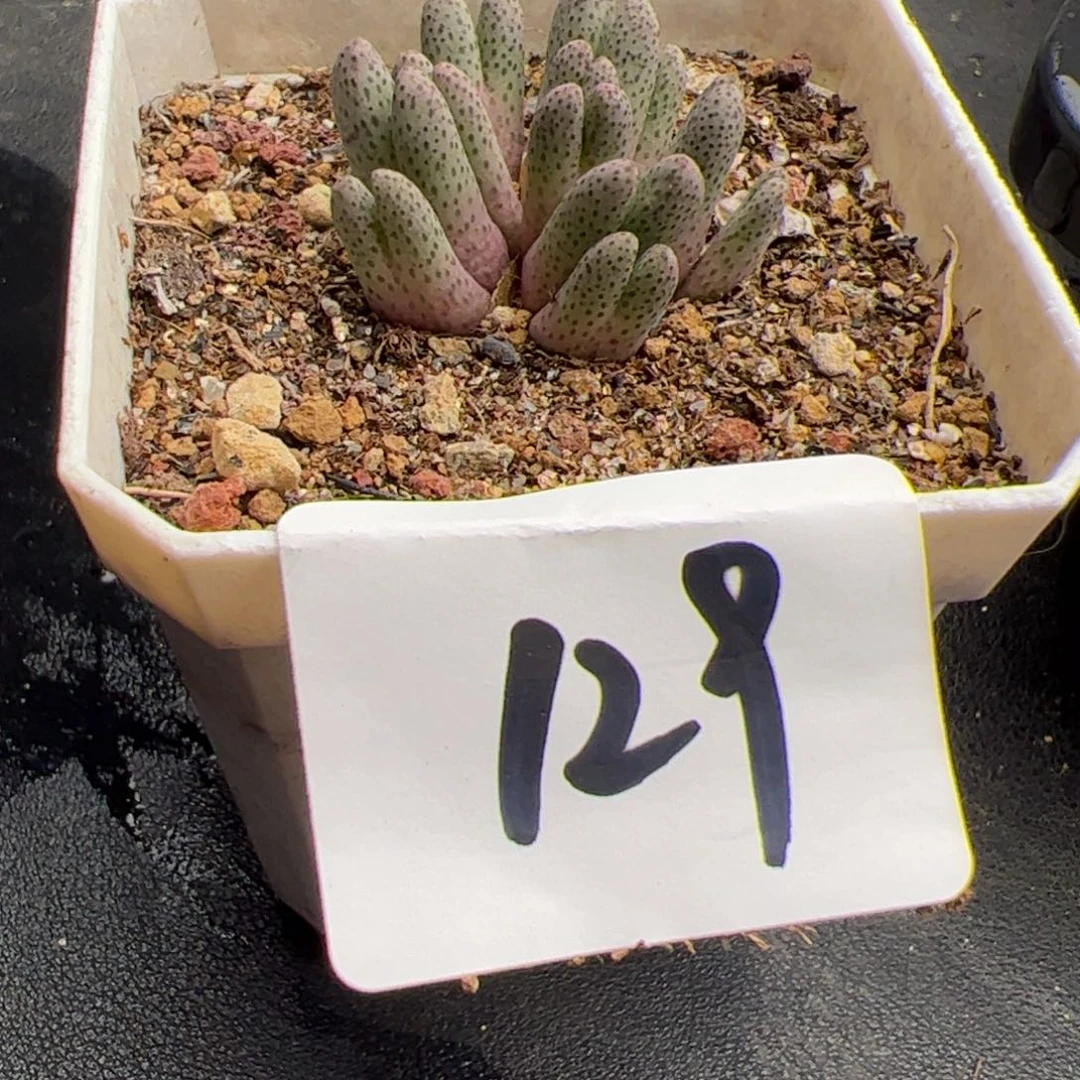 ?**?6.15斑马多肉植物129