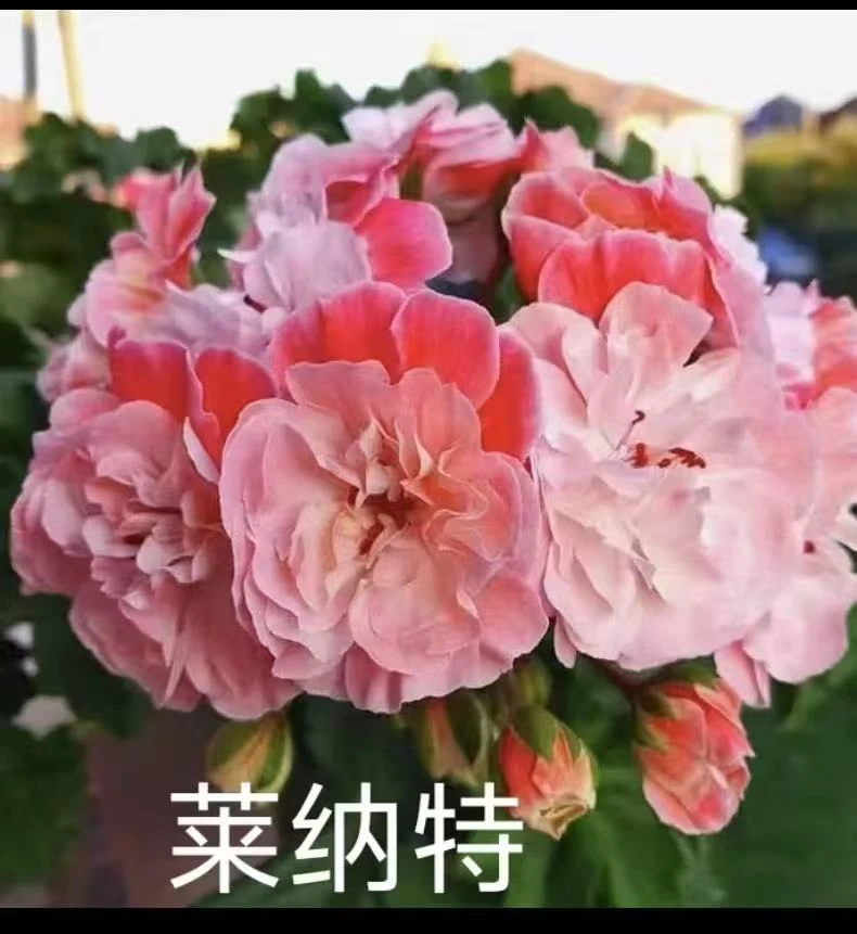 【莱纳特】兽天竺葵重瓣天竺葵阳台花卉四季开花