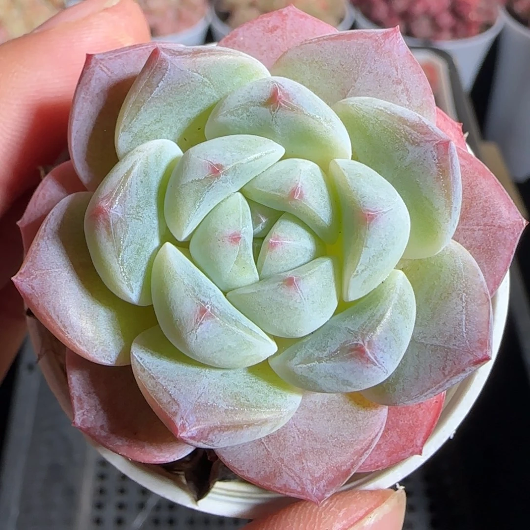 多肉1222-93冰娃娃