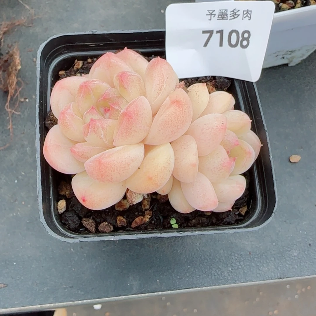 倾城珍妮，7108多肉植物