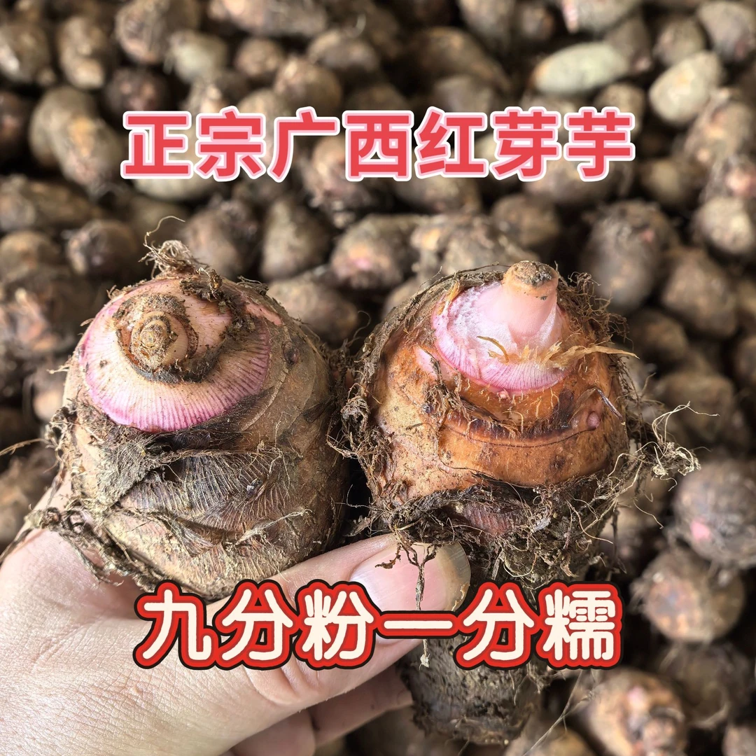 [实惠装]广西红芽芋小芋仔新鲜挖应季农产品小香芋粉粉糯