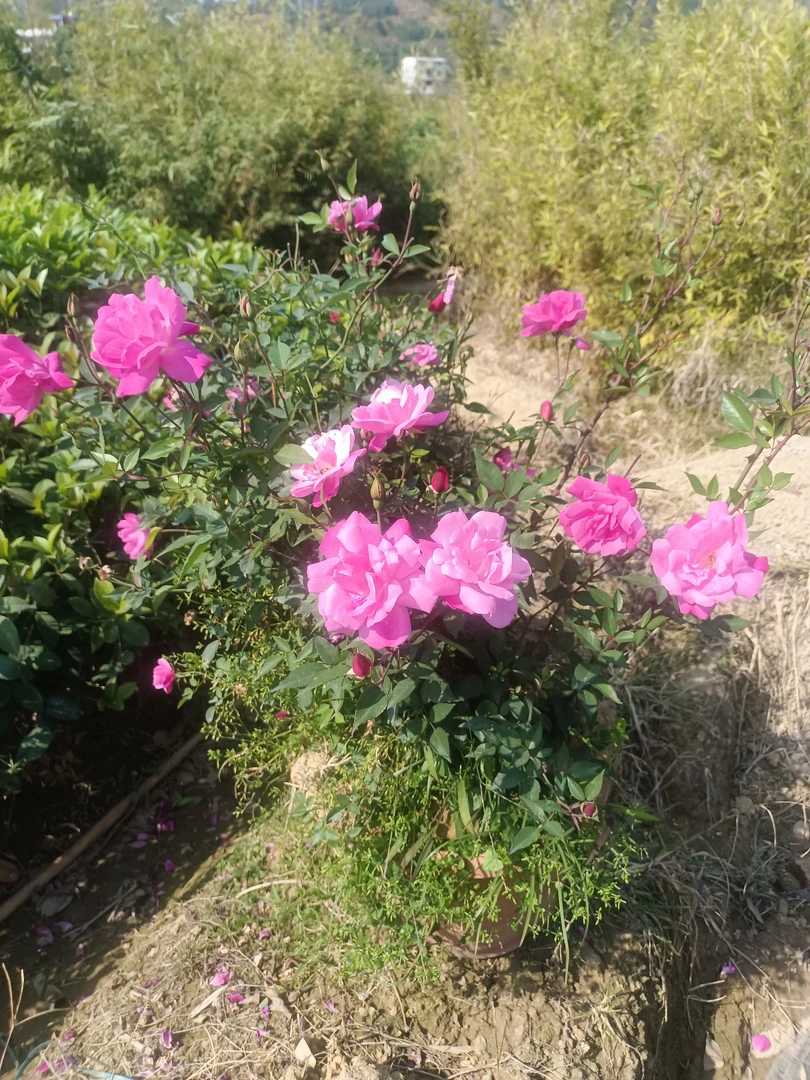 好养的中国古老月季月月粉抗病性强耐寒耐热半藤本粉色月季蔷薇