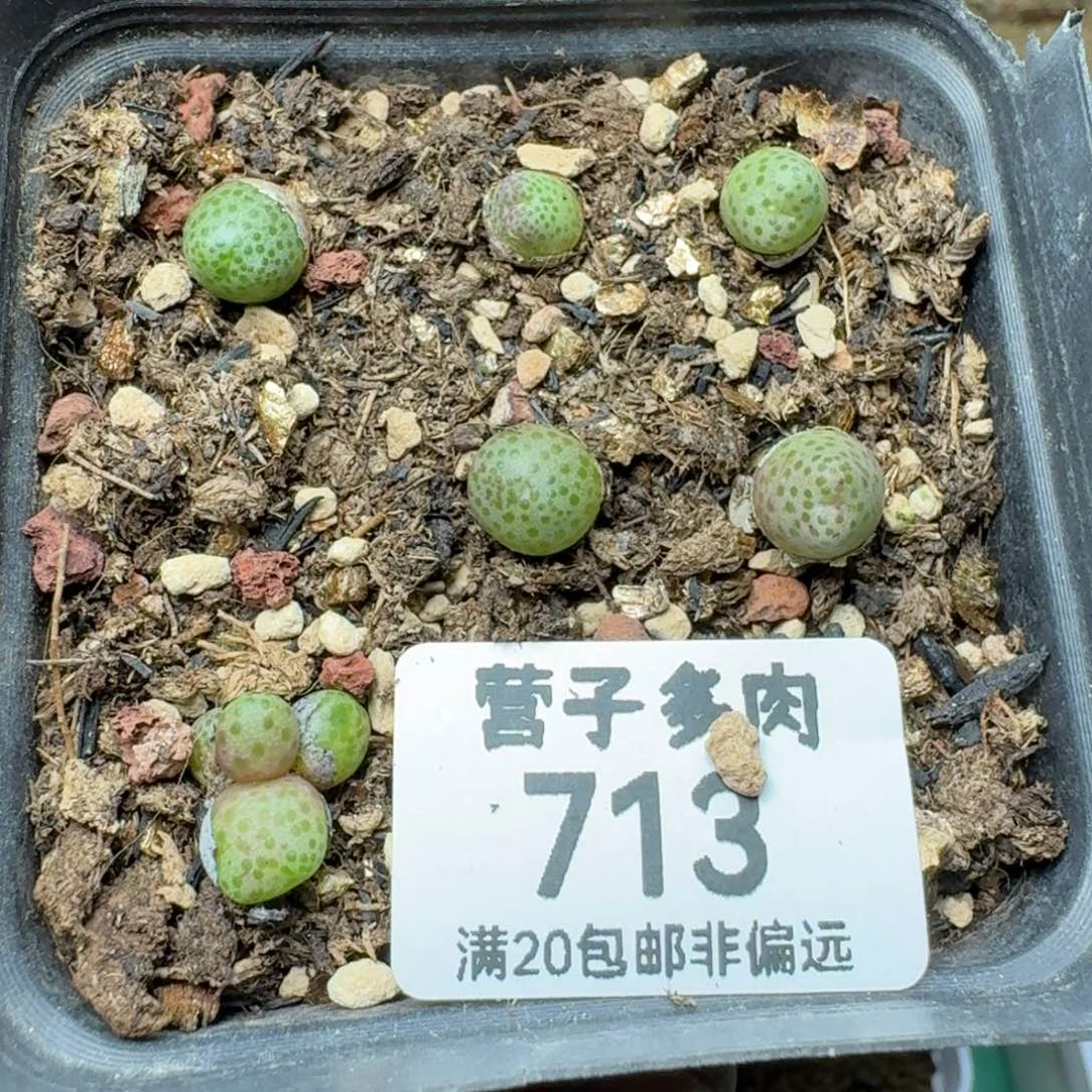 龙猫斑马带盆土。