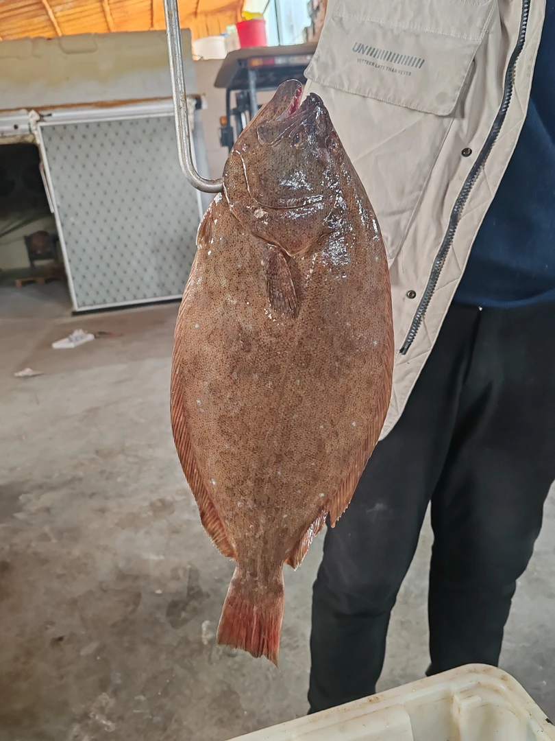 大连牙片鱼大号顺丰发货