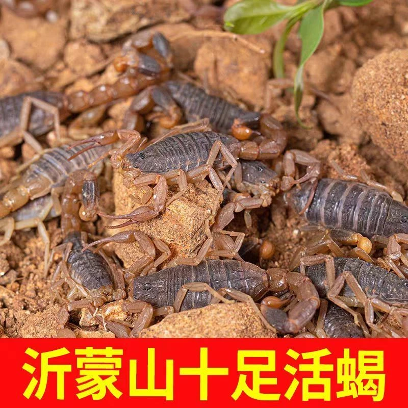 沂水泡酒煲汤油炸烧烤蝎子蝎子油炸野生动物蝎子直播卖货知了猴