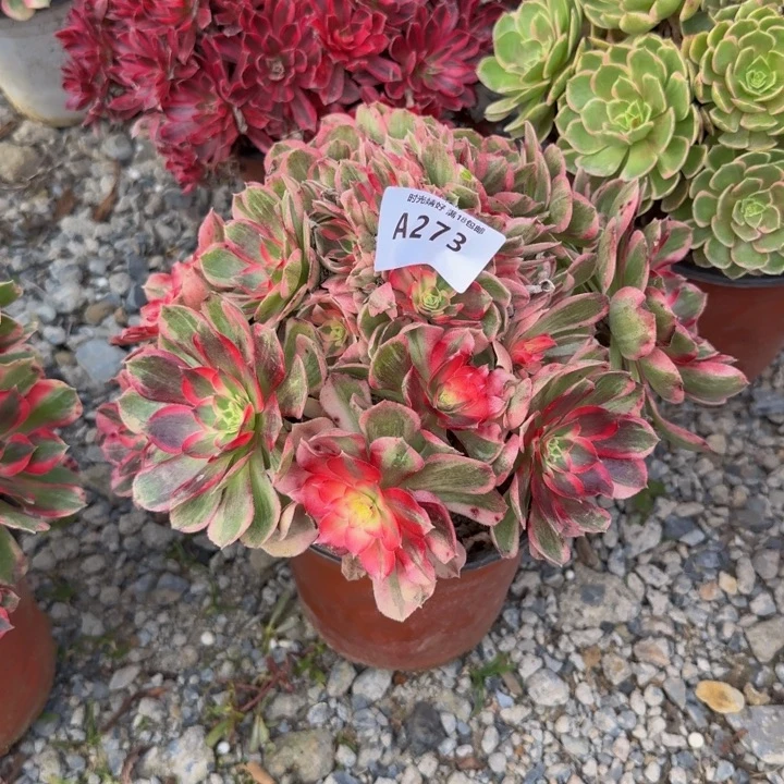 273玉芙蓉。多肉植物