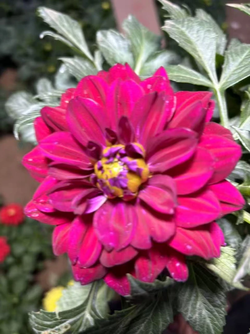 小丽花重瓣（紫罗兰）花苞室内阳台易养花卉植物