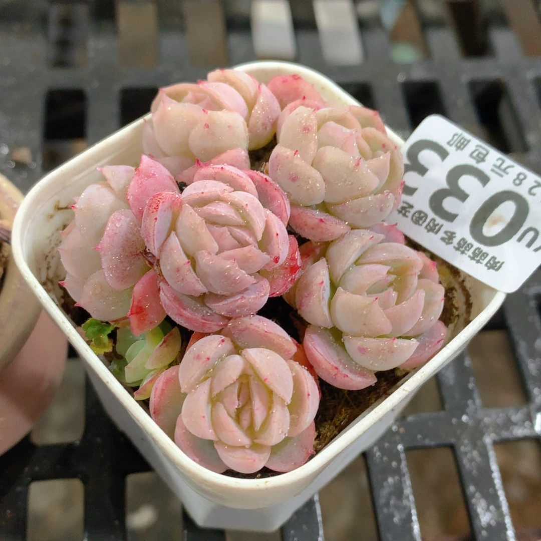 肉萌萌拇指盆精控多肉YU033