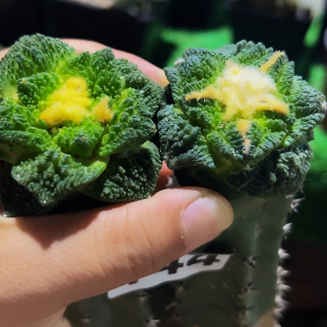 无花朵福利两颗龟甲牡丹144