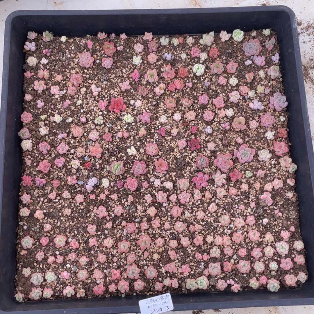 云糖心多肉植物243