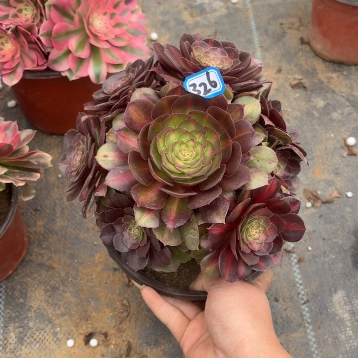 一物一拍多肉倾城中班326