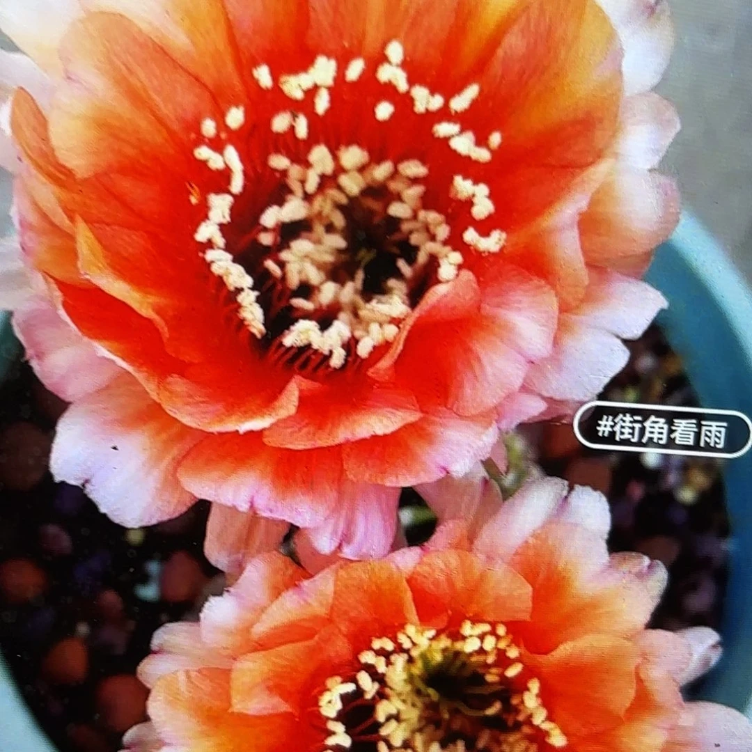 鹅黄金刚侧牙20包邮仙人球49