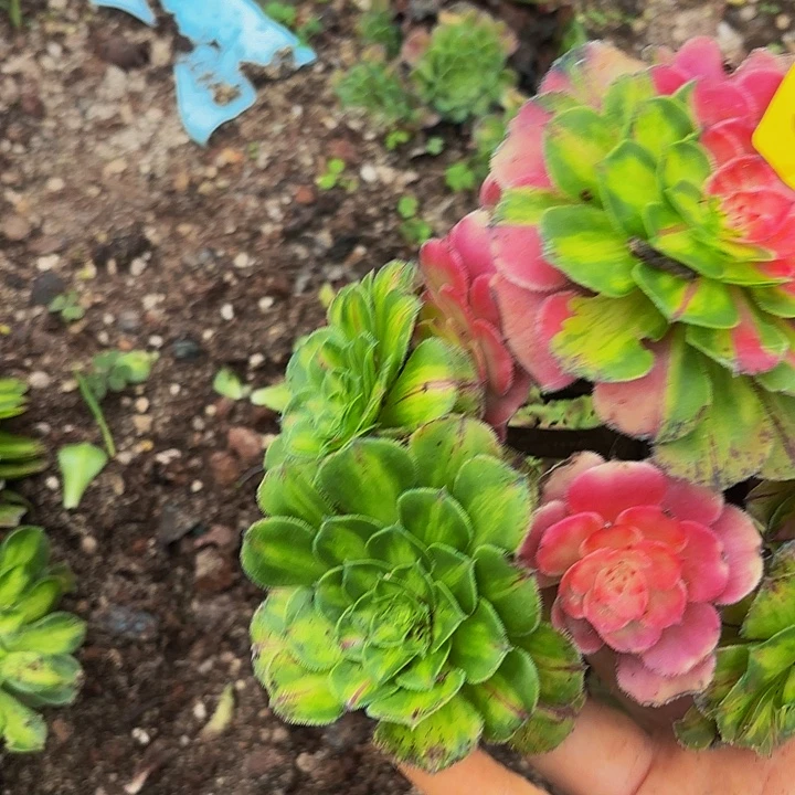 前***2哈哈多肉葡萄福利5052个