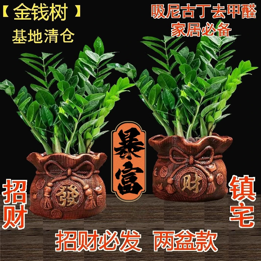 四季常青新款招财树绿植室内植物新款金钱树盆栽办公室桌面客厅