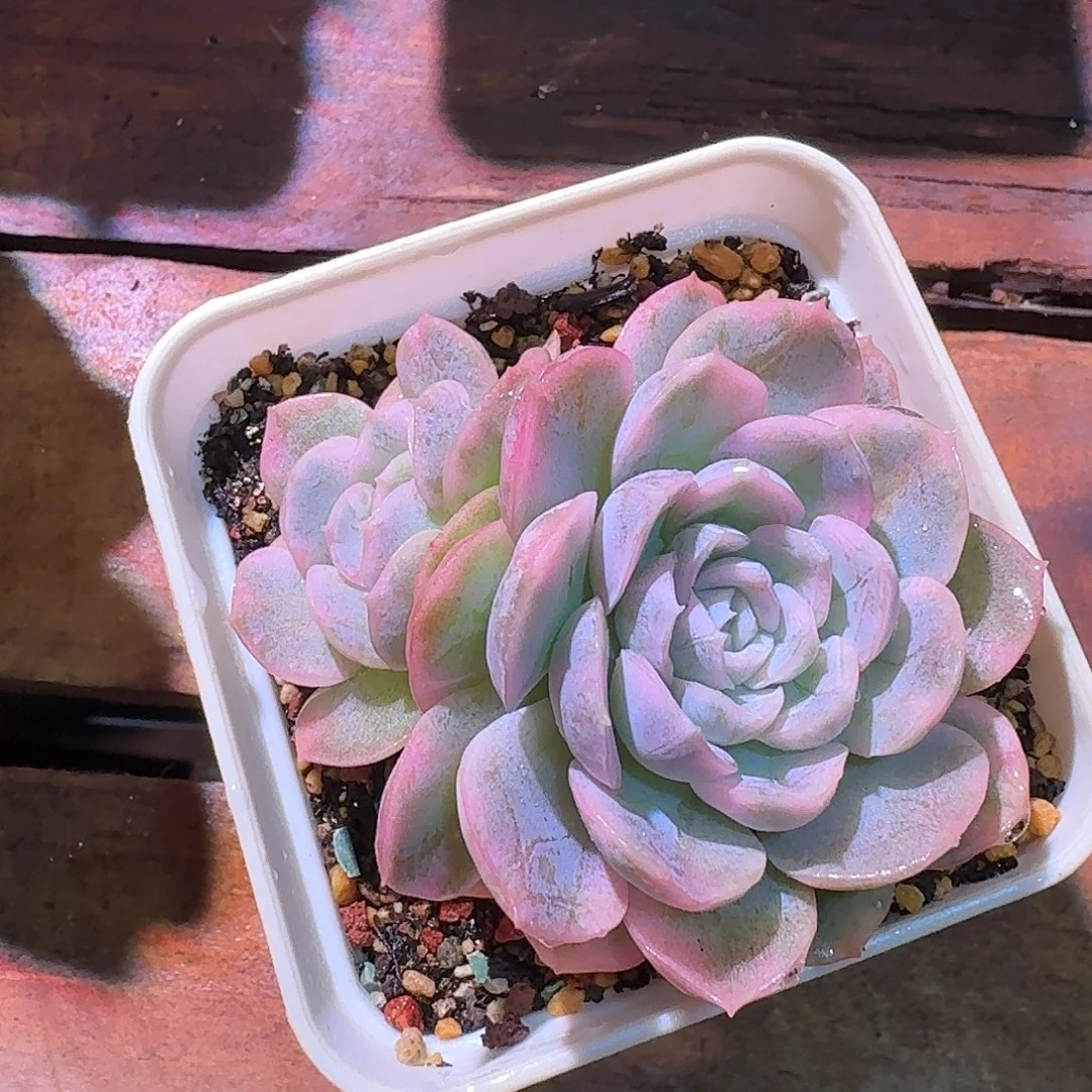 墨西哥雪球锦锦双头