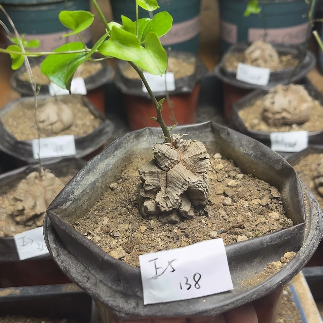 E5南非块根龟甲龙