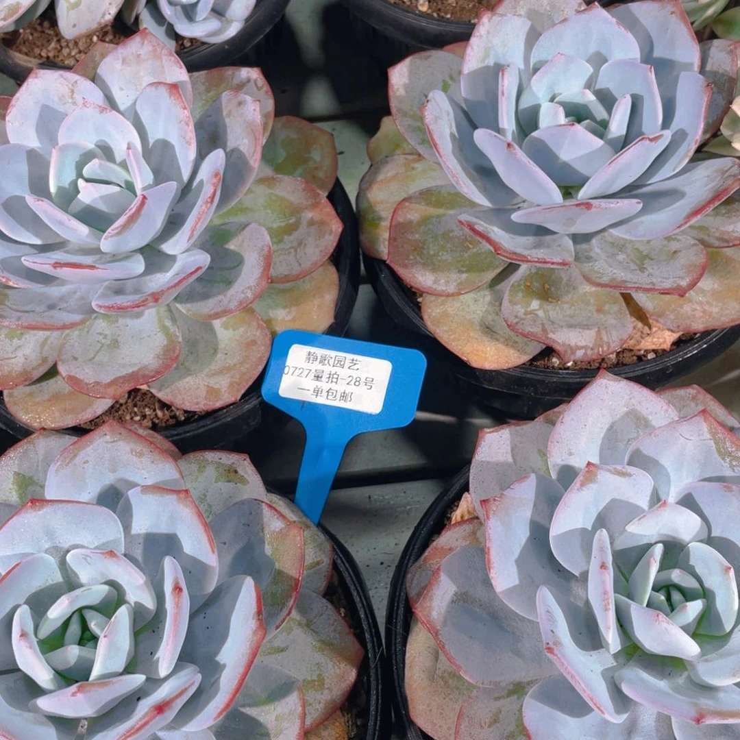 0727-28-韩版奶茶大母本一颗