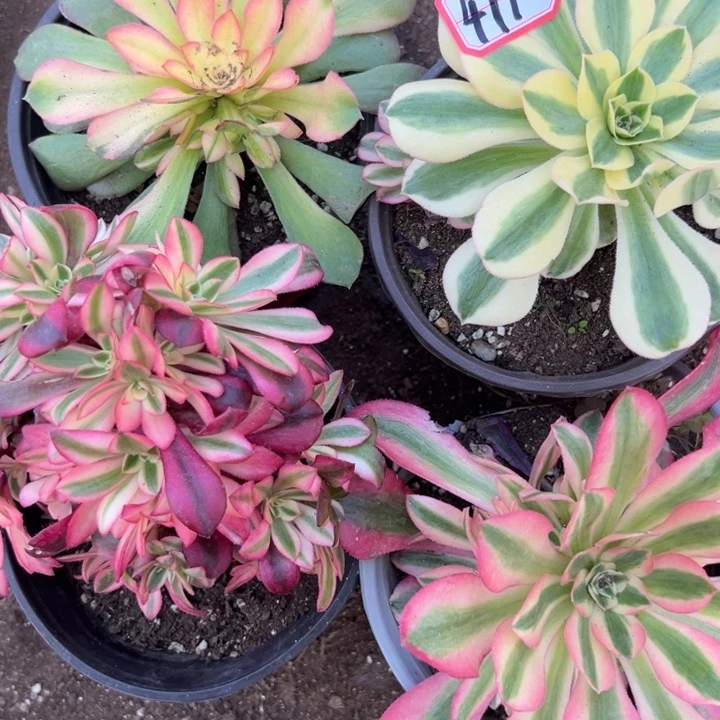 多肉植物411不售后