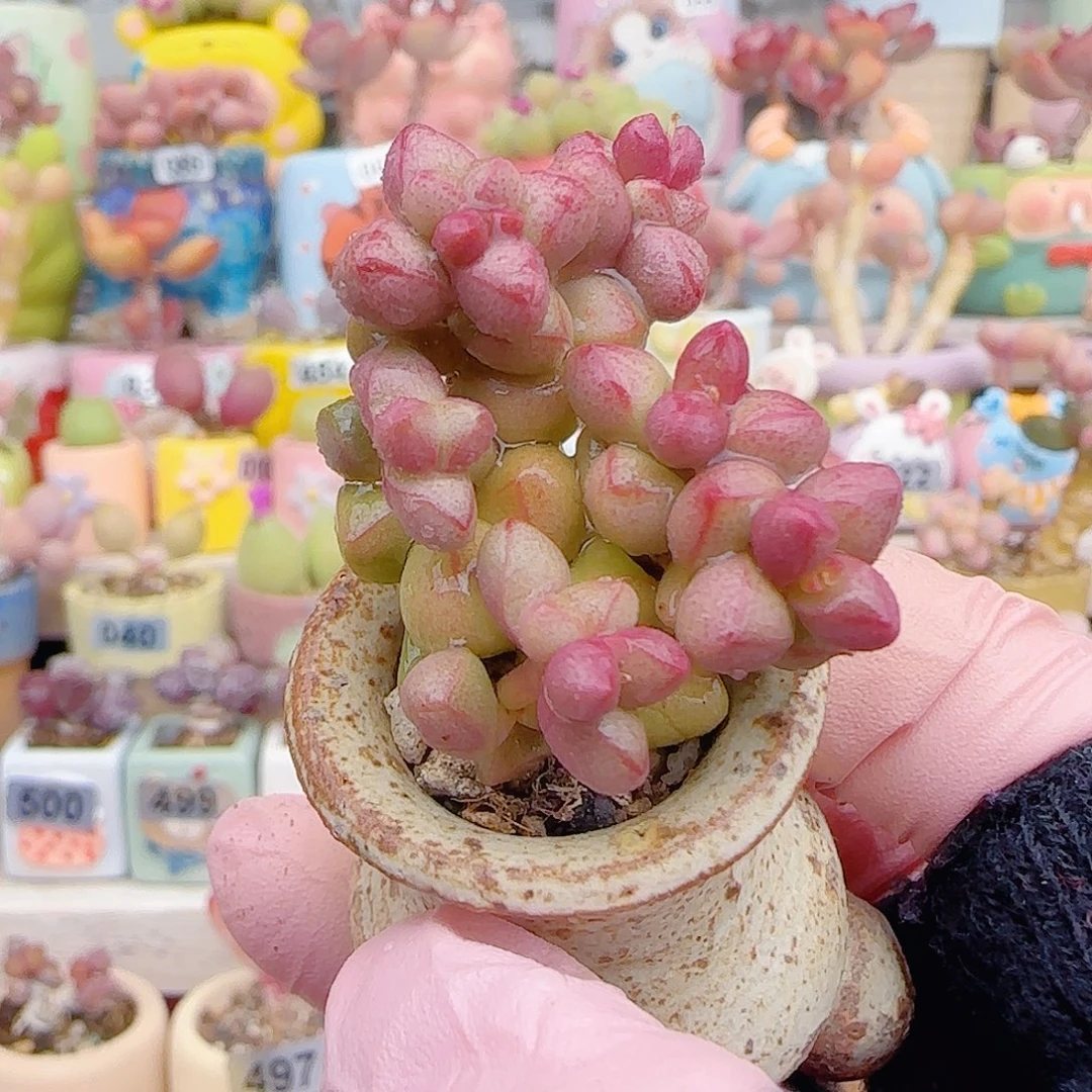 L 小紫球 盆口3cm