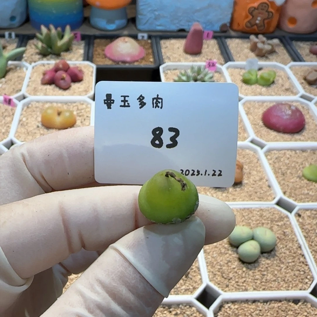 丁*多肉多肉多肉1.22-083