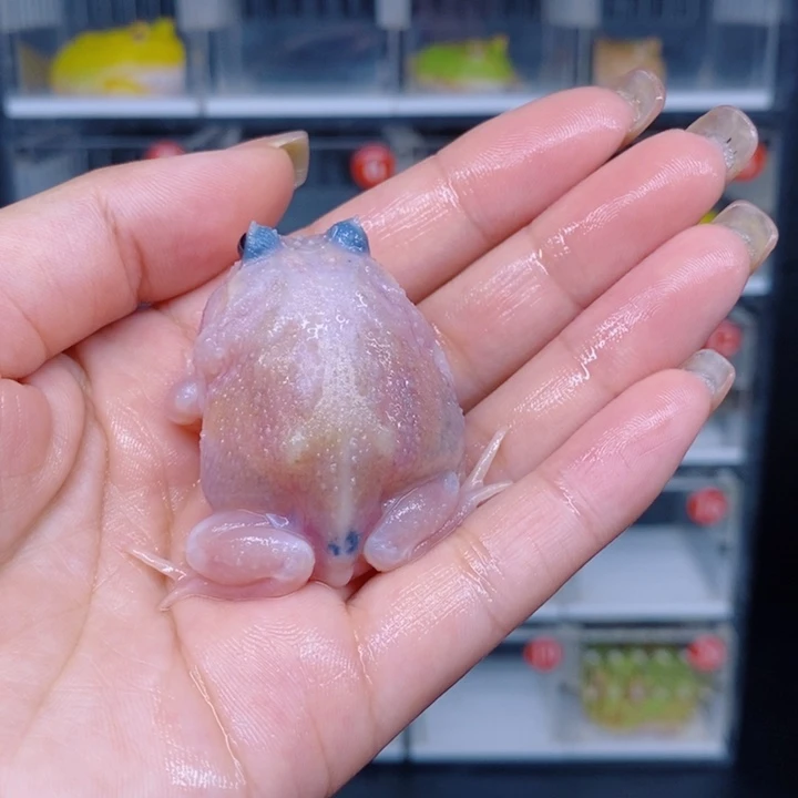 角蛙恭喜发财大吉大利